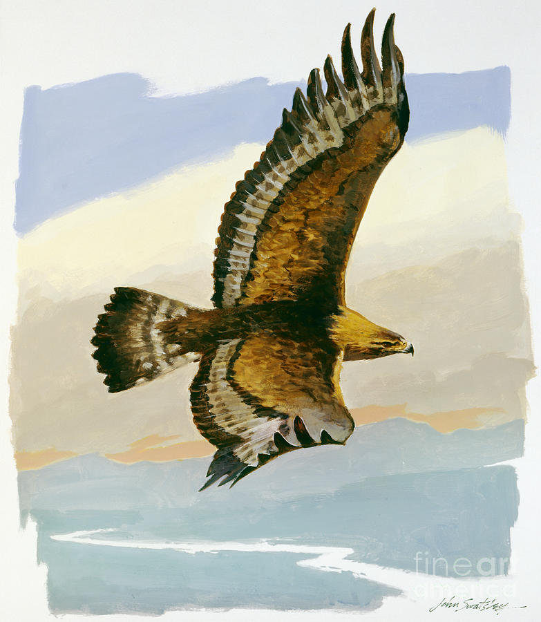 Golden Eagle II Painting by John Swatsley