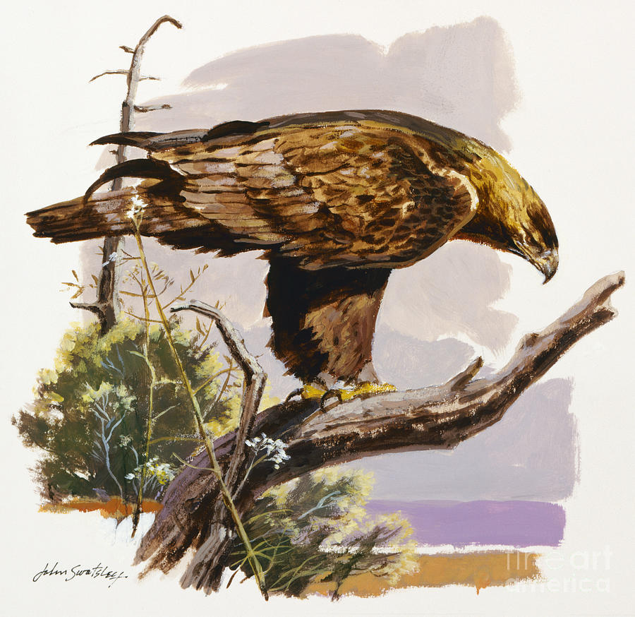 Golden Eagle III Painting by John Swatsley