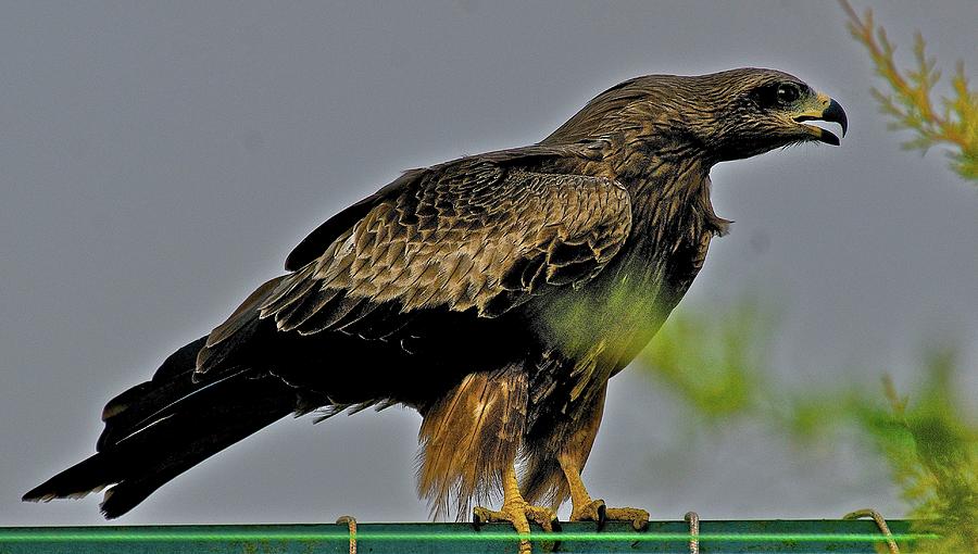 Golden Eagle in India Photograph by Bob Seshadri - Fine Art America