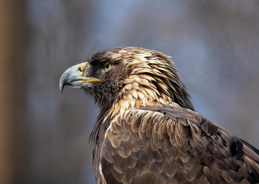 Golden Eagle in Profile Photograph by Peter De Gannes - Fine Art America