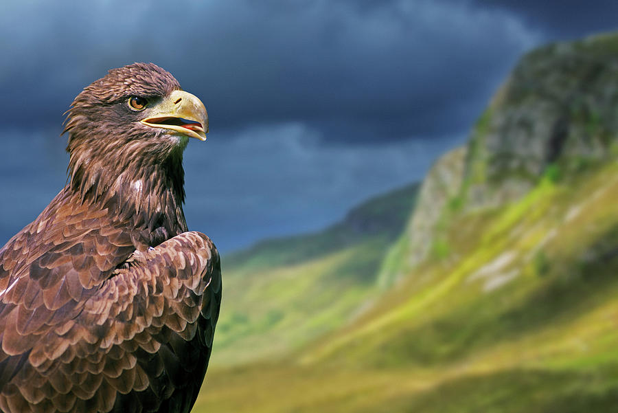 Golden Eagle in the Scottish Highlands Photograph by Arterra Picture Library