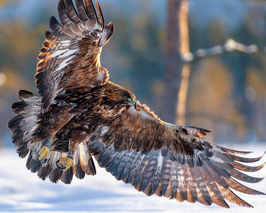 Golden eagle in winter afternoon sun Photograph by Murray Rudd