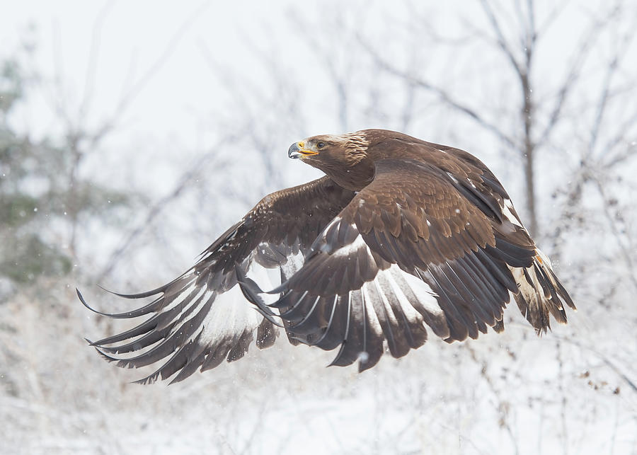 Golden Eagle In Winter Photograph by CR Courson