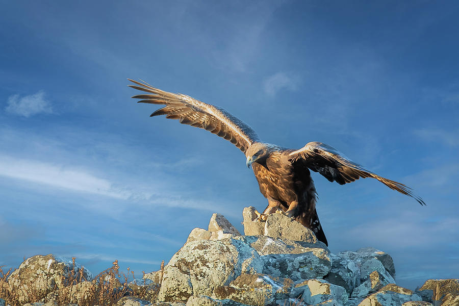 Golden eagle Photograph by Jivko Nakev