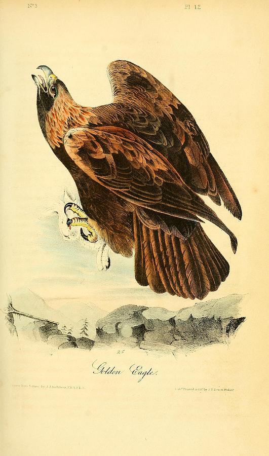 Golden Eagle Mixed Media by John Audubon - Fine Art America