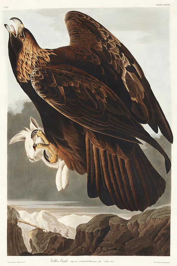 Golden Eagle. John James Audubon Mixed Media by World Art Collective
