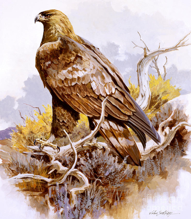 Golden Eagle Painting by John Swatsley