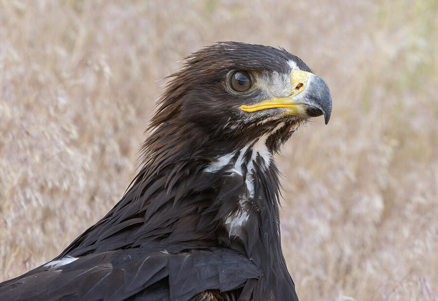 Golden Eagle Photograph by Kent Keller - Fine Art America