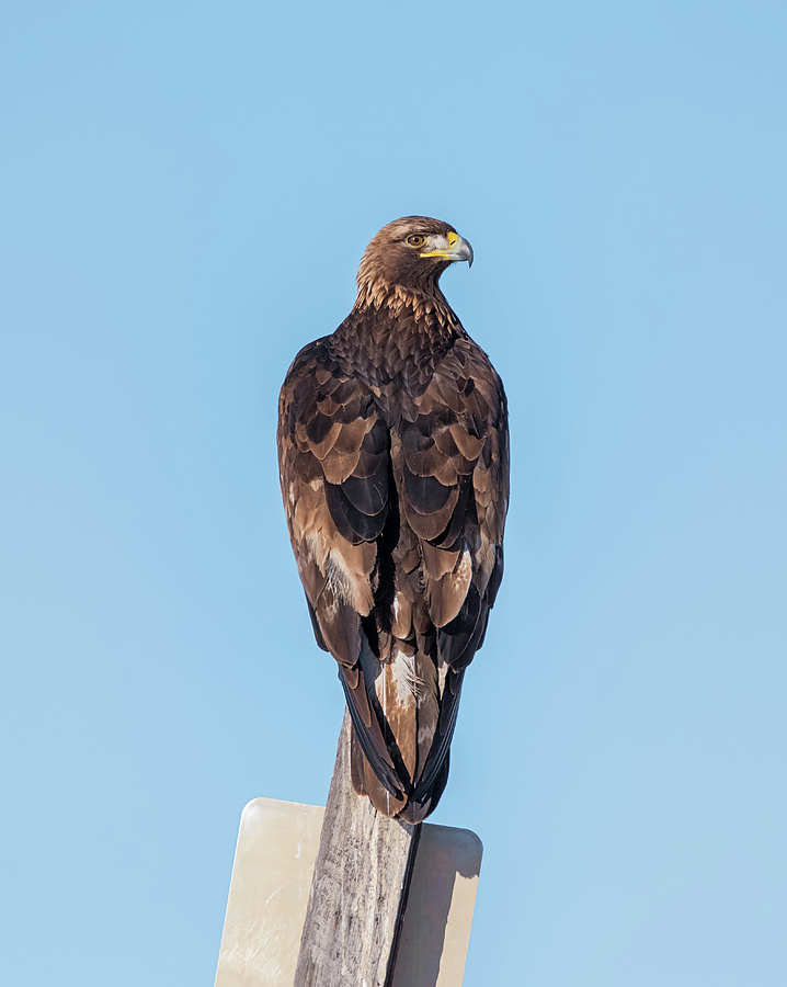 Golden Eagle Looking Back Photograph by Loree Johnson