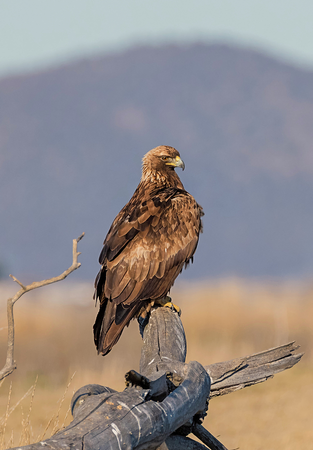 Golden Eagle Photograph by Loree Johnson