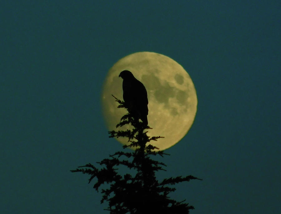 Golden Eagle Moon Rising Photograph by Carl Moore