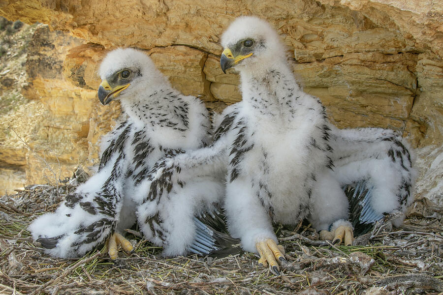 Golden Eagle Nestlings Photograph by Kent Keller