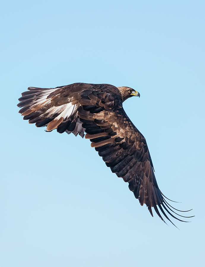 Golden Eagle on Patrol Photograph by Loree Johnson