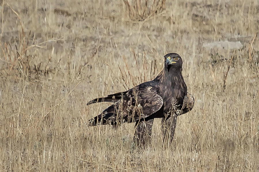 Golden Eagle on the Ground Photograph by Belinda Greb