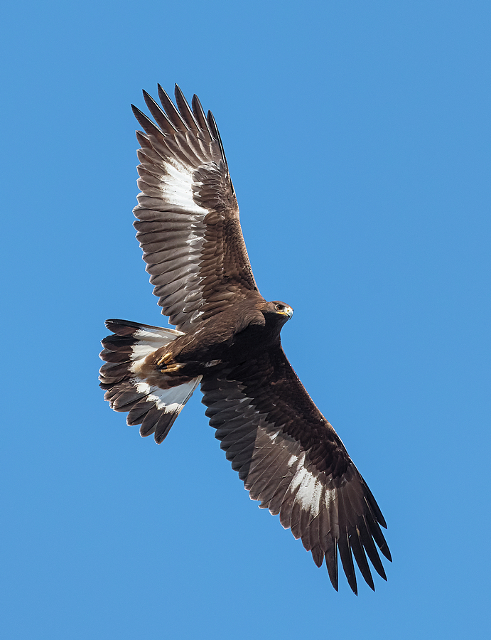 Golden Eagle Overhead Photograph by Loree Johnson