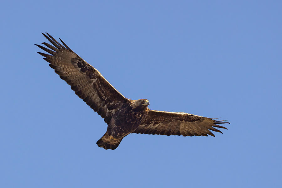 Golden Eagle Photograph by Pete Walkden