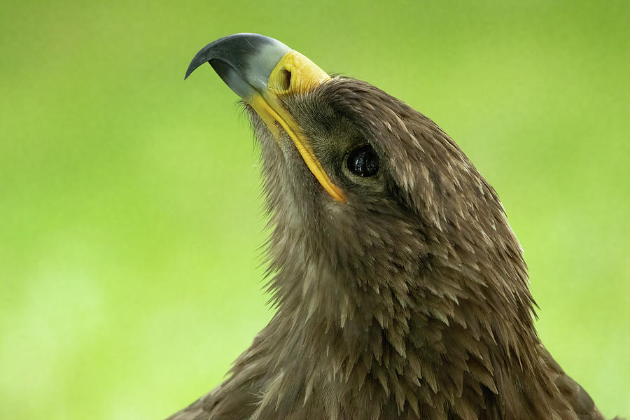 Eagle Photograph - Golden eagle portrait  by Jeanet Groenewoud