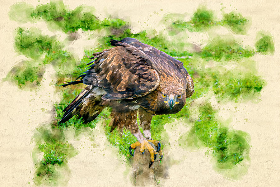 Golden Eagle Portrait Watercolor Photograph by Luis G Amor - Lugamor
