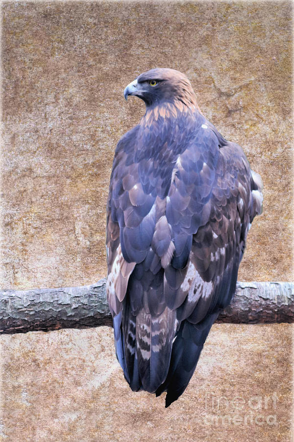 Golden Eagle Profile Photograph
