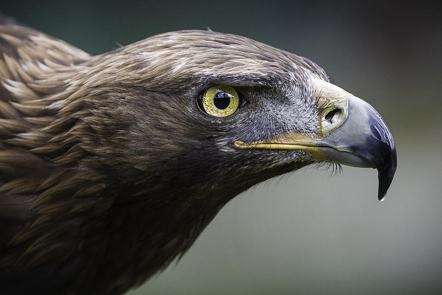 Golden eagle Photograph by Raúl Barrero photography
