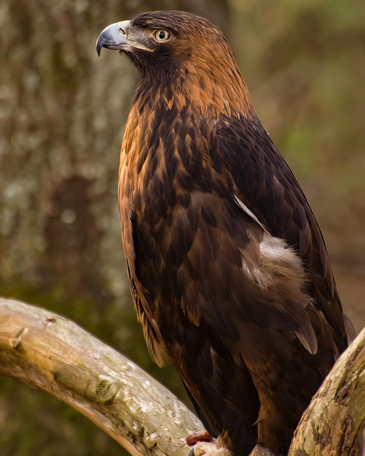 Golden Eagle Resting On A Branch Photograph by Flees Photos