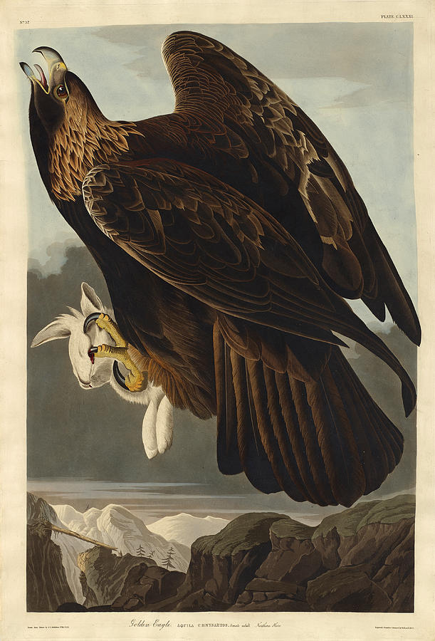 Golden Eagle Drawing by Robert Havell