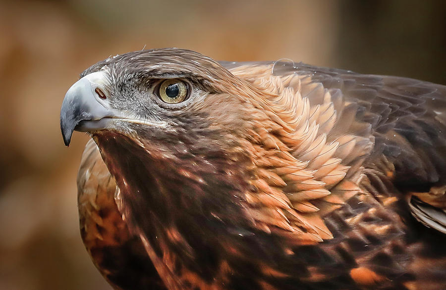 Golden Eagle by Ronald Santini Golden Eagle by Ronald Santini