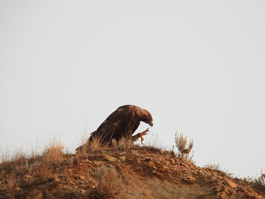 Golden Eagle Scratch Photograph by Amanda R Wright
