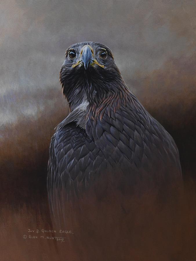 Golden Eagle Study Painting by Alan M Hunt