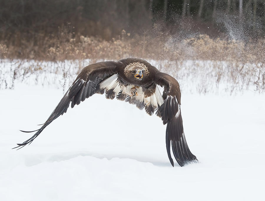 Golden Eagle Takeoff In Snow Photograph by CR Courson