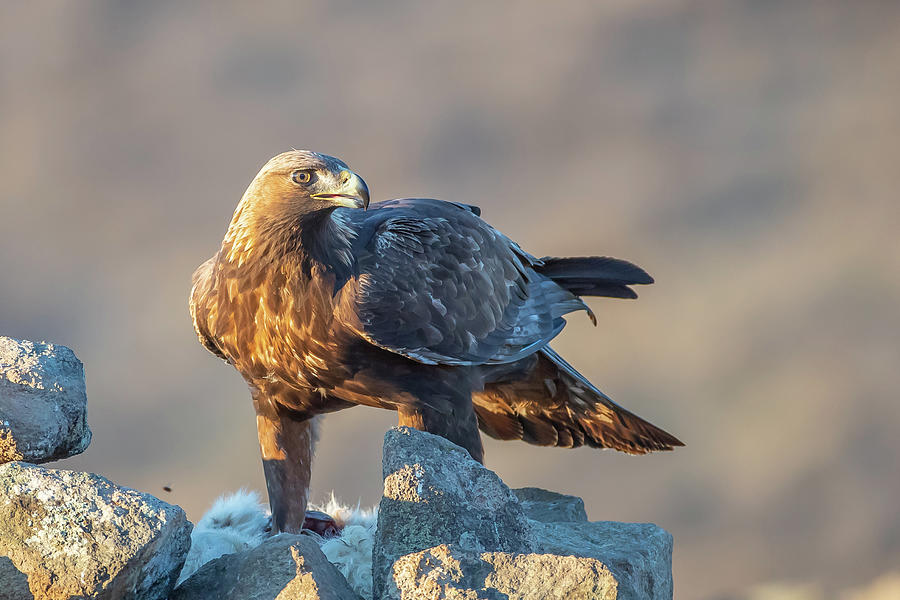 Golden eagle with prey at golden sunset - Aquila chrysaetos Photograph by Jivko Nakev