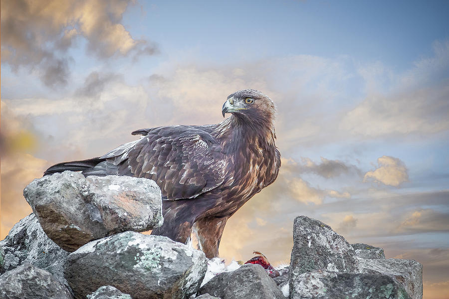 Golden Eagle With Prey At Sunrise Photograph