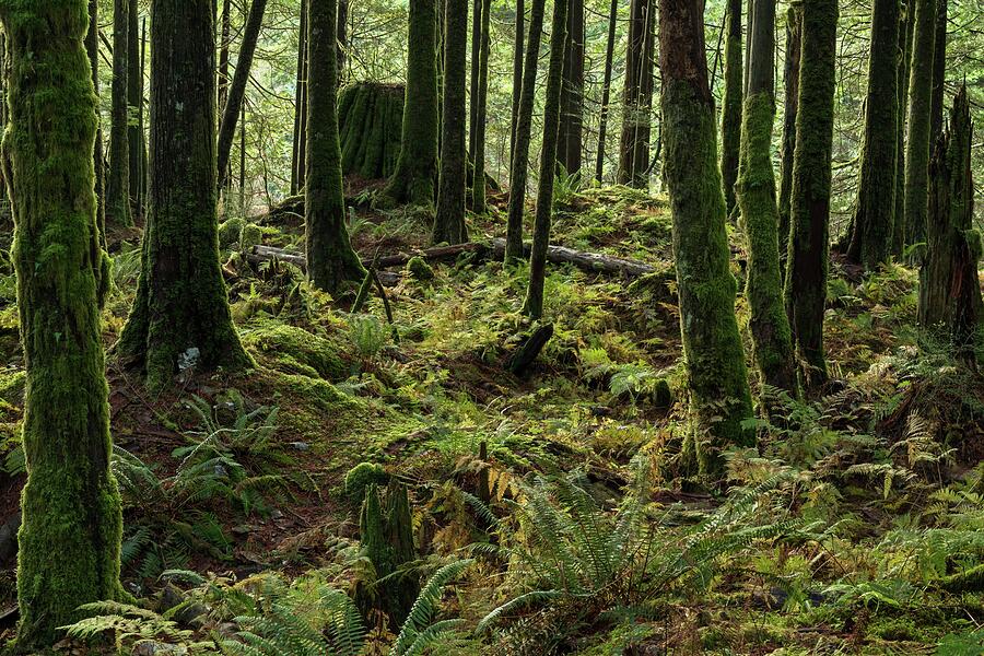 Golden Ears Forest Glow Photograph by Michael Russell Golden Ears Forest Glow Photograph by Michael Russell