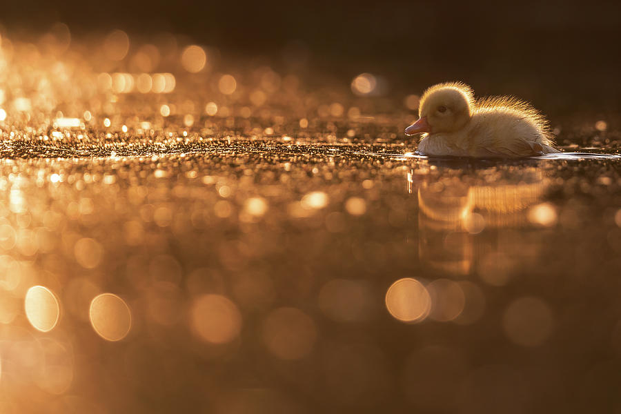 Duck Photograph - Golden Edge - Yellow baby duck by Roeselien Raimond
