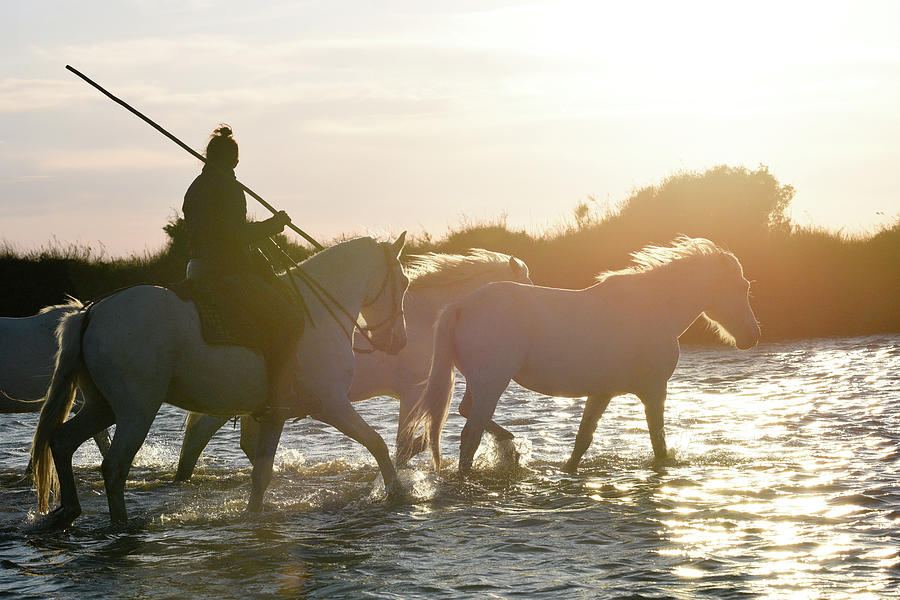 Golden end of day, Camargue Photograph by Jean Gill Golden end of day, Camargue Photograph by Jean Gill