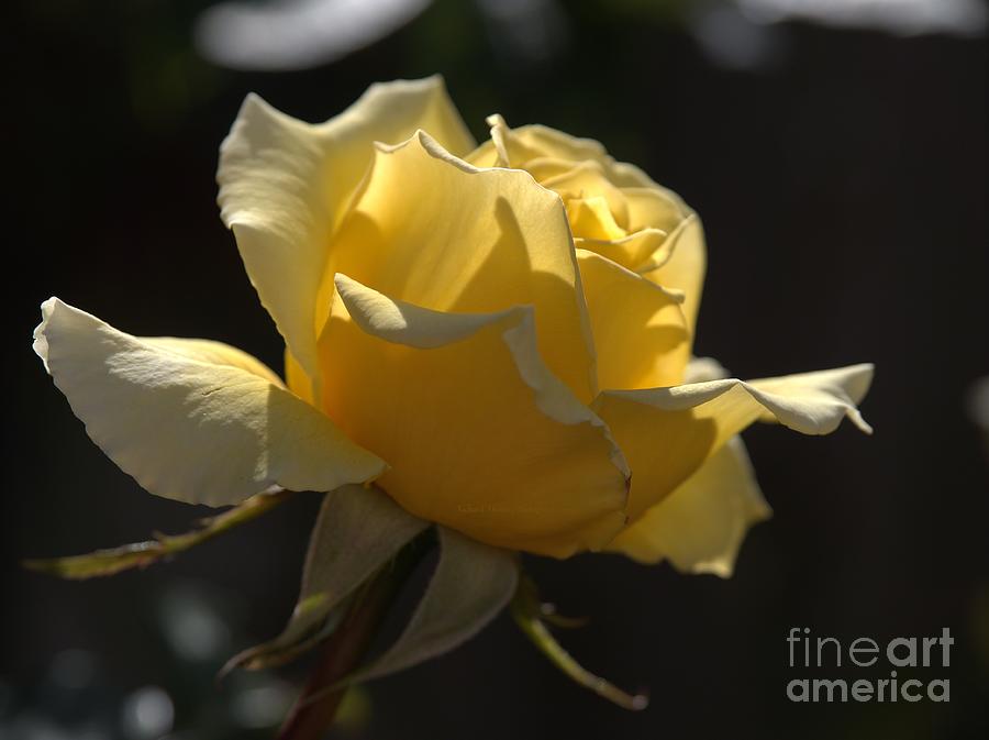 Golden Envy Rose Photograph by Richard Thomas