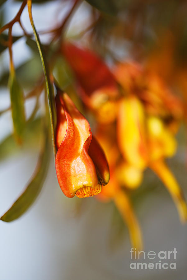 Golden Eucalyptus Seed Pods Photograph by Joy Watson