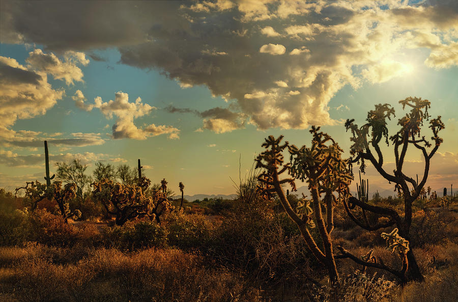 Golden Evening Light Of The Desert  Photograph by Saija Lehtonen