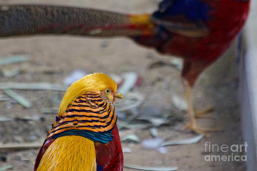 Golden Exotic Pheasant Photograph by Afrodita Ellerman