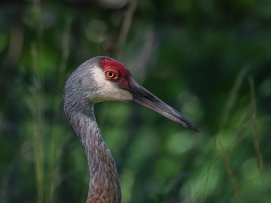 Golden Eye Photograph By Olivia Fontana - Fine Art America