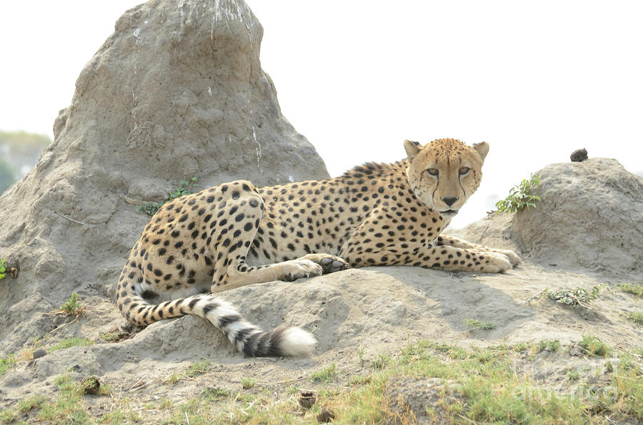 Golden Eyed Cheetah On  A Termite Mound, Botswana . Photograph by Tom Wurl