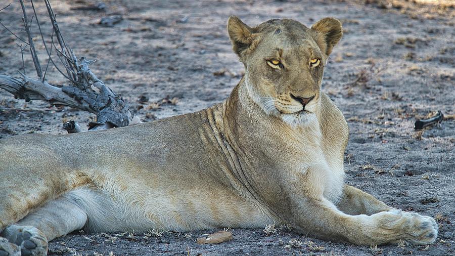 Golden-Eyed Lioness Photograph by Heidi Fickinger