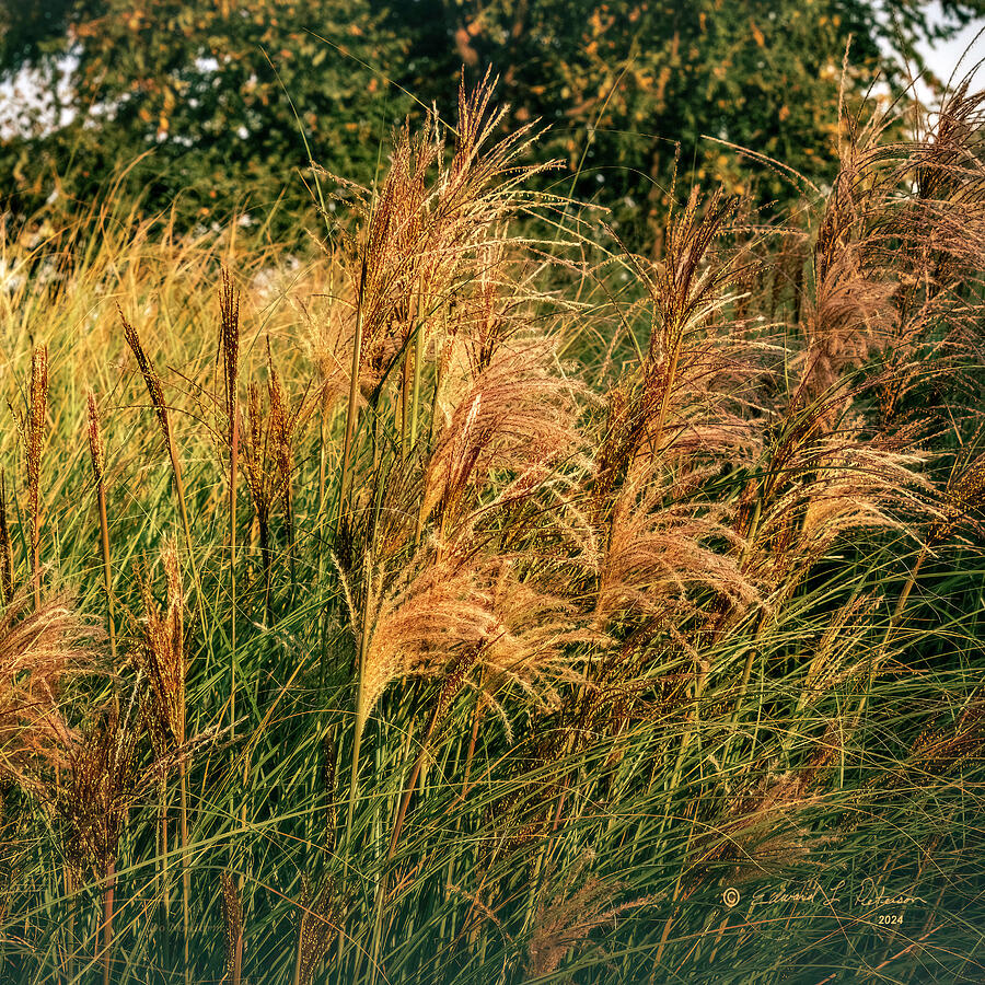 Golden Fall Grass Photograph by Ed Peterson Golden Fall Grass Photograph by Ed Peterson