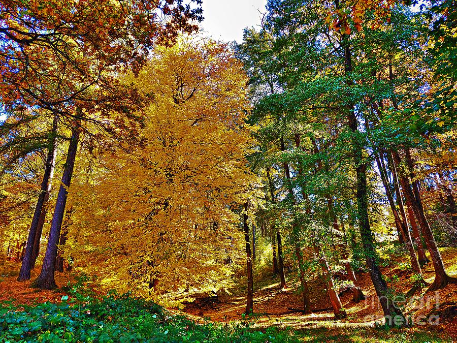 Golden Fall in the Forest Photograph by Amalia Suruceanu