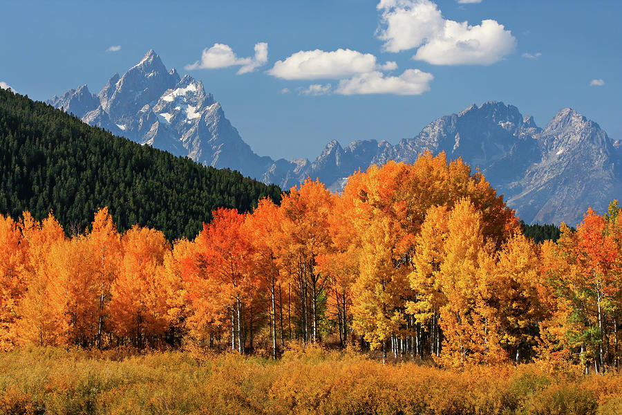 Golden Fall in the Tetons Photograph by Wesley Aston