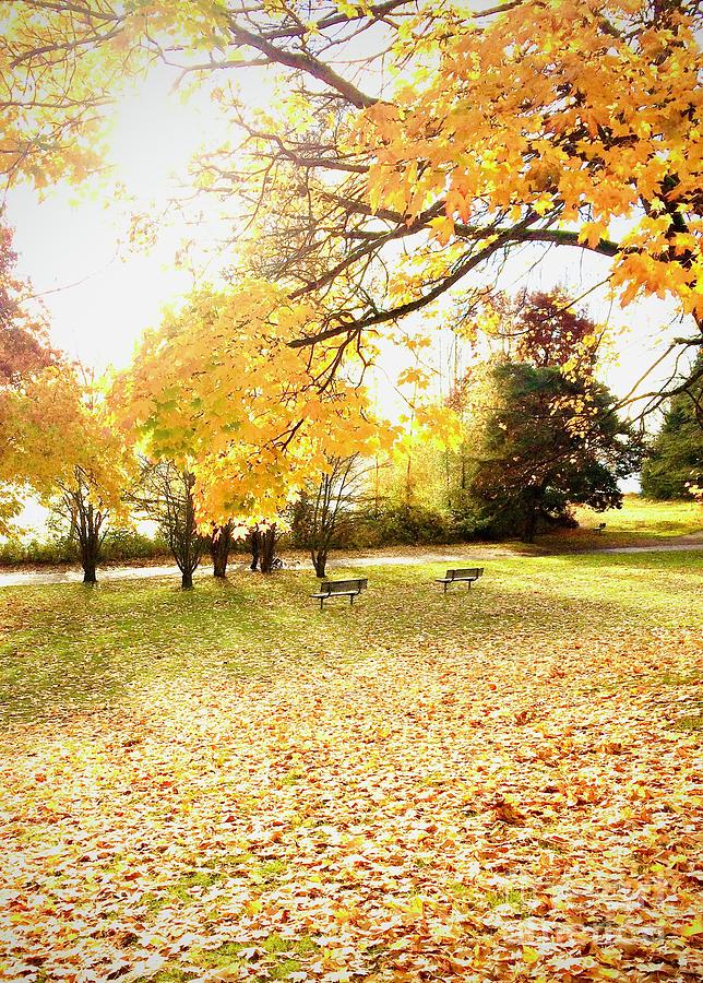 Golden fall leaves Photograph by Kelly LaCombe - Fine Art America