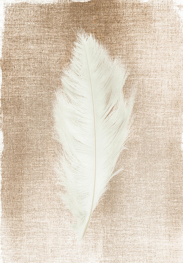 Feather Still Life Painting - Golden Feather III by Ink Well