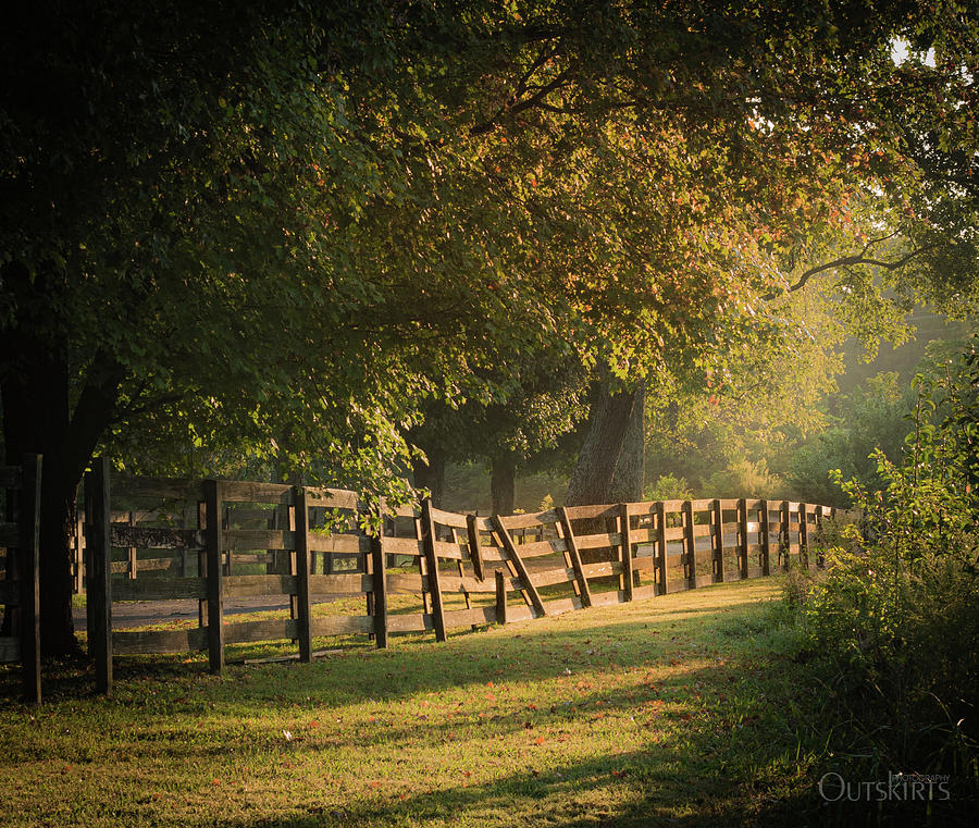 Golden Fence Row Photograph by Debbie Karnes
