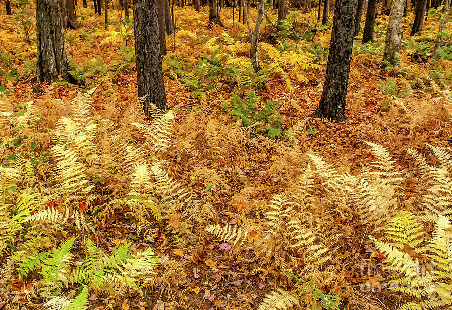 Golden Ferns Photograph by Metanoia Photography Gallery