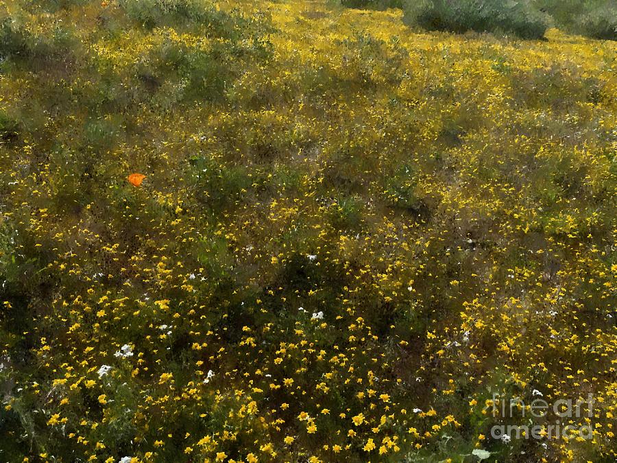 Lone Poppy in a Field of Gold Digital Art by Katherine Erickson